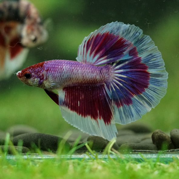 Galaxy/Candy Koi Halfmoon - 14 weeks old