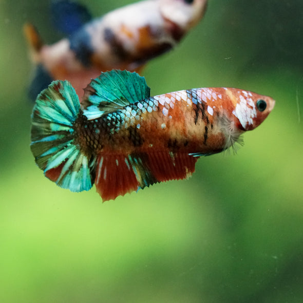 Multicolor/ Galaxy Koi Plakat- Female- 13 Weeks Old