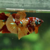 Multicolor/Galaxy Koi Plakat -13 weeks Old