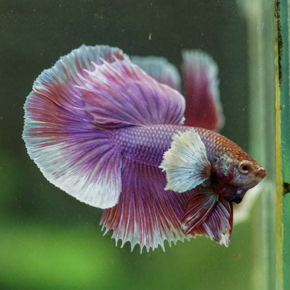 Dumbo Halfmoon - 12 weeks old