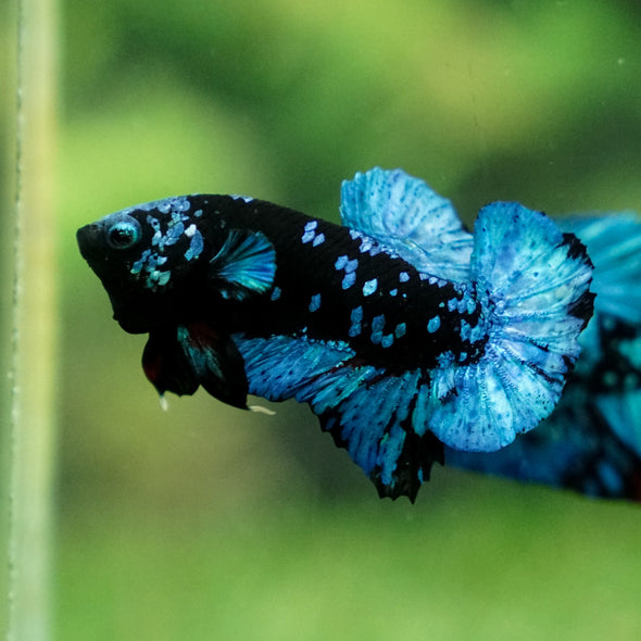 Black Koi Galaxy Plakat (Avatar) -13 weeks Old