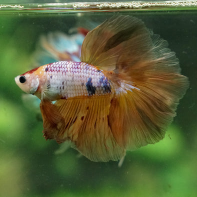 Galaxy/Candy Koi Halfmoon - 13 weeks old