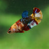 Multicolor/ Galaxy Koi Plakat- Female- 13 Weeks Old
