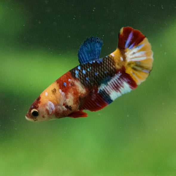 Multicolor/ Galaxy Koi Plakat- Female- 13 Weeks Old