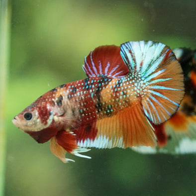 Multicolor/Galaxy Koi Plakat -16 weeks Old