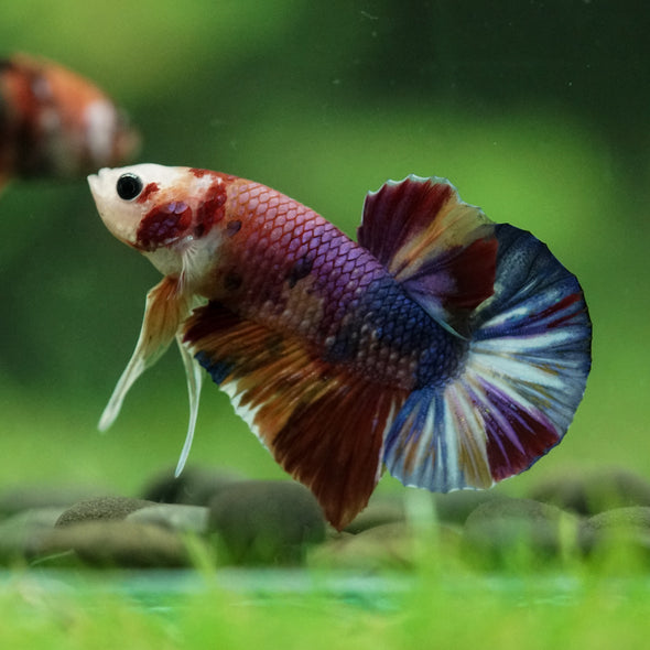 Multicolor/Galaxy Koi Plakat -11 weeks Old