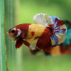 Multicolor/Galaxy Koi Plakat -16 weeks Old