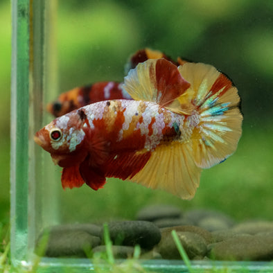 Multicolor/Galaxy Koi Plakat -13 weeks Old