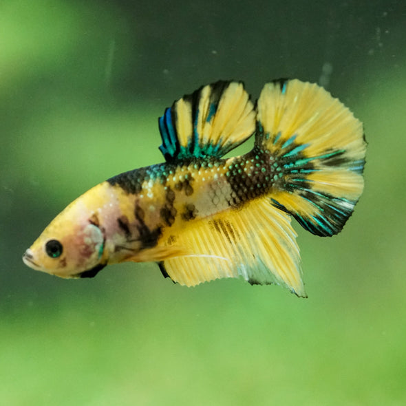 Multicolor/Galaxy Koi Plakat -16 weeks Old
