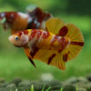 Multicolor/Galaxy Koi Plakat -13 weeks Old