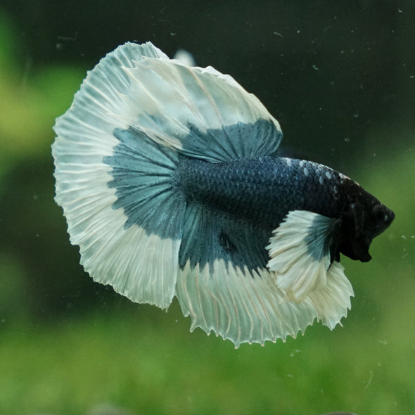 Dumbo Halfmoon - 13 weeks old