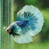 Dumbo Halfmoon - 12 weeks old