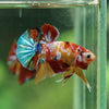 Multicolor/Galaxy Koi Plakat -11 weeks Old