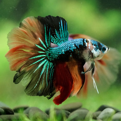 Galaxy/Candy Koi Halfmoon - 14 weeks old