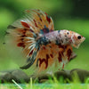 Galaxy/Candy Koi Halfmoon - 14 weeks old