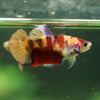 Multicolor/ Galaxy Koi Plakat- Female- 13 Weeks Old