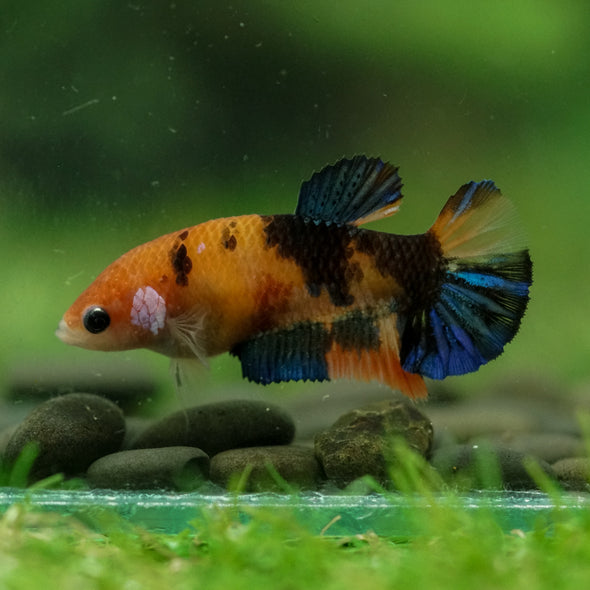 Multicolor/ Galaxy Koi Plakat- Female- 13 Weeks Old