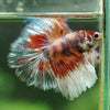 Galaxy/Candy Koi Halfmoon - 14 weeks old