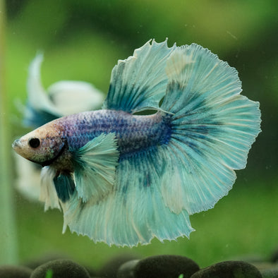 Dumbo Halfmoon - 12 weeks old