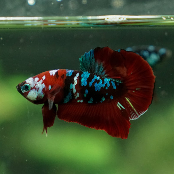 Multicolor/Galaxy Koi Plakat -13 weeks Old