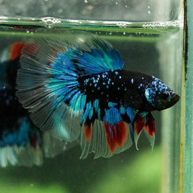 Black Base Galaxy Koi Halfmoon (Avatar) - 14 weeks old