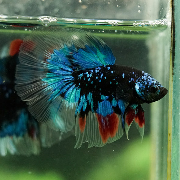 Black Base Galaxy Koi Halfmoon (Avatar) - 14 weeks old