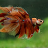 Galaxy/Candy Koi Halfmoon - 14 weeks old