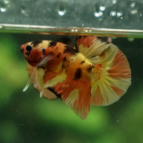 Multicolor/Galaxy Koi Plakat -13 weeks Old