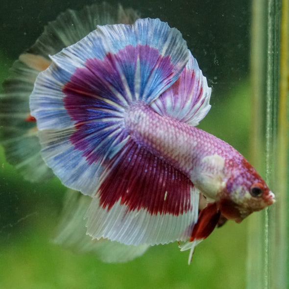 Galaxy/Candy Koi Halfmoon - 14 weeks old