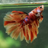Galaxy/Candy Koi Halfmoon - 14 weeks old