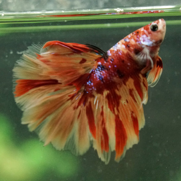 Galaxy/Candy Koi Halfmoon - 14 weeks old
