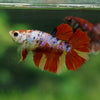 Multicolor/ Galaxy Koi Halfmoon- Female- 13 Weeks Old