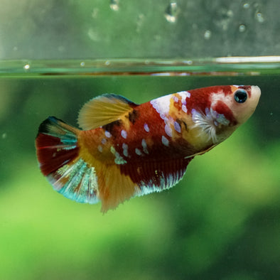 Multicolor/ Galaxy Koi Plakat - Female- 13 Weeks Old