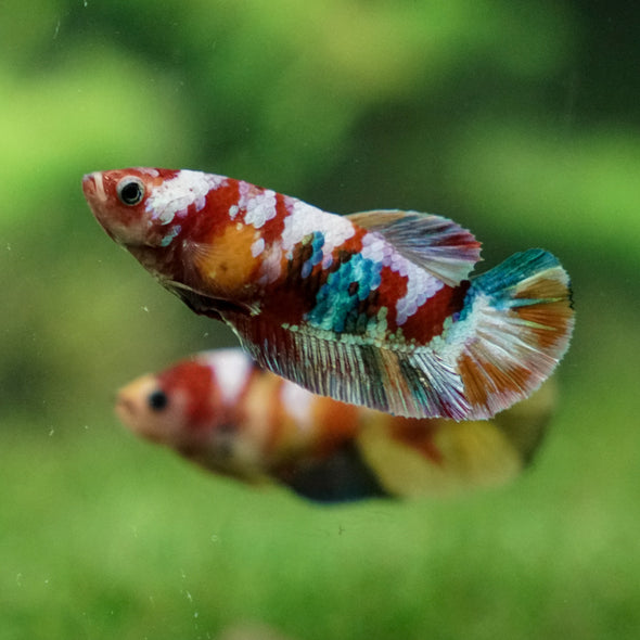 Multicolor/ Galaxy Koi Plakat - Female- 13 Weeks Old