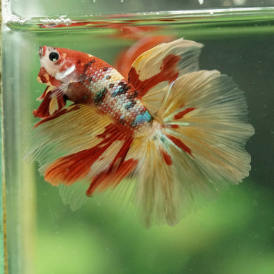 Galaxy/Candy Koi Halfmoon - 14 weeks old