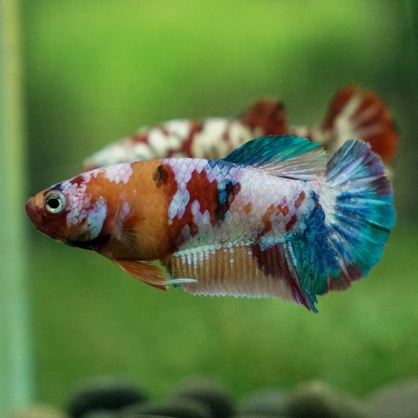 Multicolor/ Galaxy Koi Plakat - Female- 13 Weeks Old