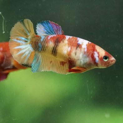 Multicolor/ Galaxy Koi Plakat- Female- 13 Weeks Old