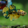 Multicolor/Galaxy Koi Plakat -16 weeks Old