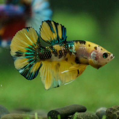 Multicolor/Galaxy Koi Plakat -16 weeks Old