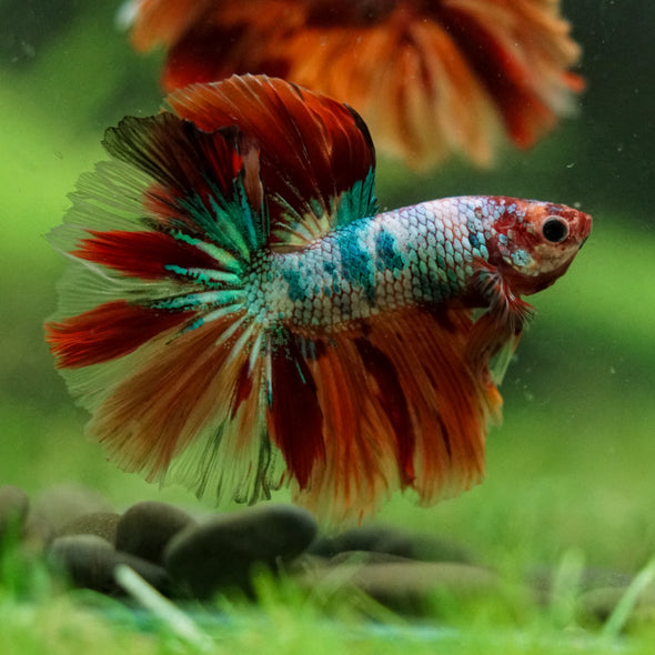 Galaxy/Candy Koi Halfmoon - 14 weeks old