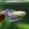 Multicolor/ Galaxy Koi Halfmoon - Female- 13 Weeks Old