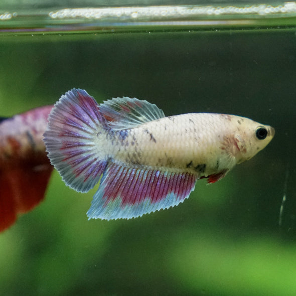 Multicolor/ Galaxy Koi Halfmoon - Female- 13 Weeks Old