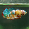 Multicolor/ Galaxy Koi Plakat- Female- 13 Weeks Old