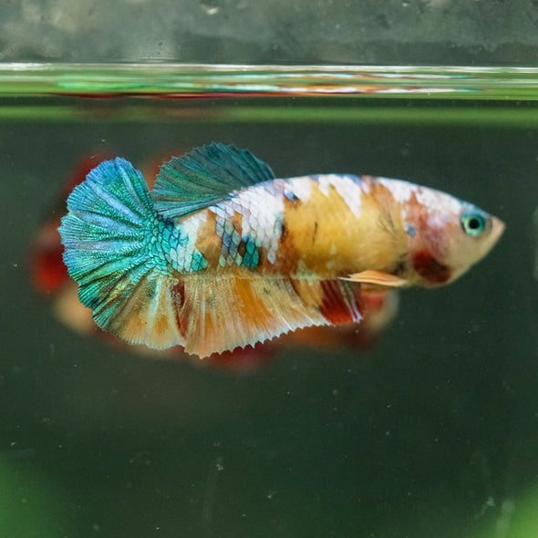 Multicolor/ Galaxy Koi Plakat- Female- 13 Weeks Old