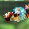 Multicolor/Galaxy Koi Plakat -16 weeks Old