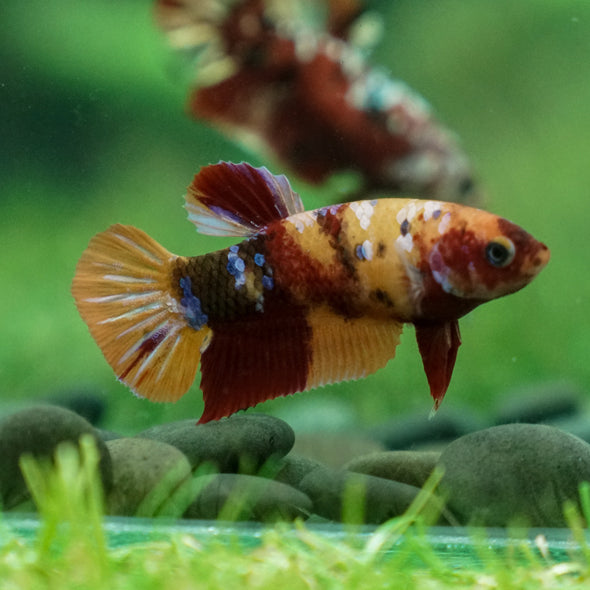 Multicolor/ Galaxy Koi Plakat - Female- 13 Weeks Old
