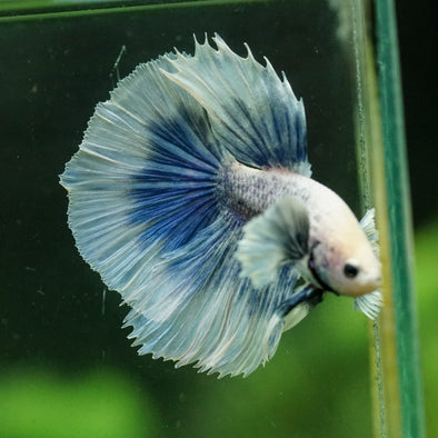 Dumbo Halfmoon - 12 weeks old
