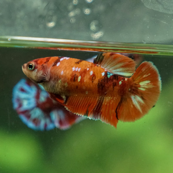 Multicolor/ Galaxy Koi Plakat - Female- 13 Weeks Old