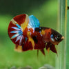 Multicolor/Galaxy Koi Plakat -16 weeks Old