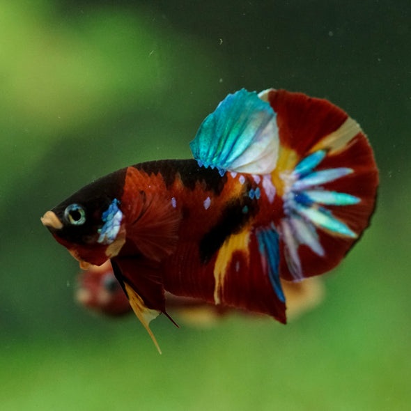 Multicolor/Galaxy Koi Plakat -16 weeks Old